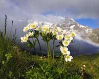 Narzissenbltiges Windrschen - Zum Vergroessern klicken!